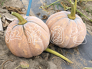 �P��211-�ϹϷN��-�����@ˇ