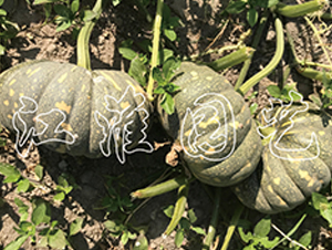 �P��212-�ϹϷN��-�����@ˇ