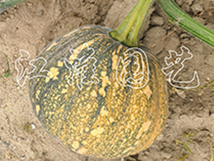 �P��215-�ϹϷN��-�����@ˇ