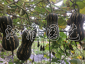 �ᭇ1̖-�ϹϷN��-�����@ˇ