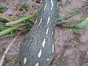 �ɹ�104-�ϹϷN��-�����@ˇ