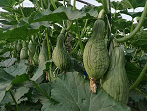 �F���Ϲ�-�ϹϷN��-�����@ˇ