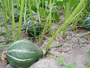 ���F1̖-�ϹϷN��-�����@ˇ