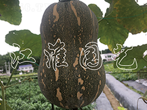 �ᭇ2̖-�ϹϷN��-�����@ˇ