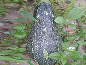 ����2̖-�ϹϷN��-�����@ˇ