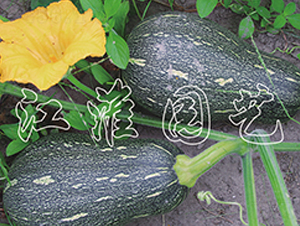 ����QQ-�ϹϷN��-�����@ˇ