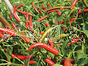 �t��2̖(h��o)-�����N��-�����@ˇ