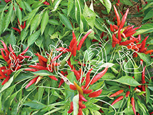 �t��-�����N��-�����@ˇ