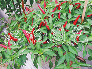 JYSL19-8-�����N��-�����@ˇ