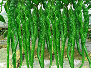 �콷3̖(h��o)-�����N��-�����@ˇ