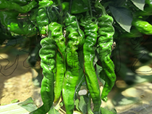 �콷4̖(h��o)-�����N��-�����@ˇ