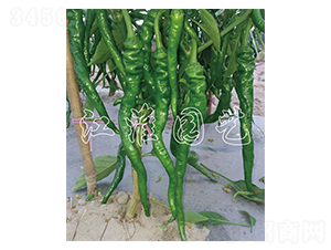 �콷5̖(h��o)-�����N��-�����@ˇ