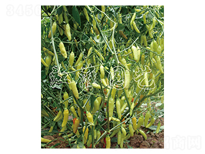 ����-�����N��-�����@ˇ