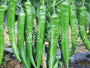 ������-�����N��-�����@ˇ