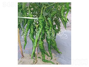 �콷6̖(h��o)-�����N��-�����@ˇ