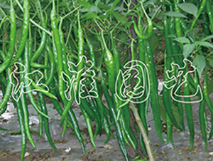 ����520-�����N��-�����@ˇ