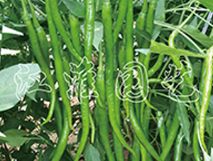 ����2̖(h��o)-�����N��-�����@ˇ