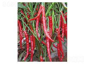 �Ƹɽ�7̖(h��o)-�����N��-�����@ˇ