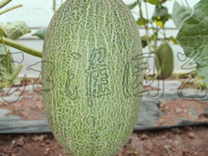 �����۶�̖(h��o)-��ϷN��-�����@ˇ