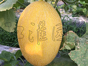 �W��10̖(h��o)-��ϷN��-�����@ˇ