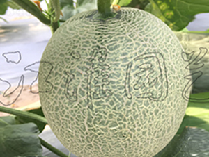 ����2̖(h��o)-��ϷN��-�����@ˇ