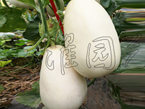 ����1̖(h��o)-��ϷN��-�����@ˇ