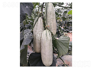 ����8̖-��ϷN��-�����@ˇ