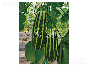 ����9̖-��ϷN��-�����@ˇ