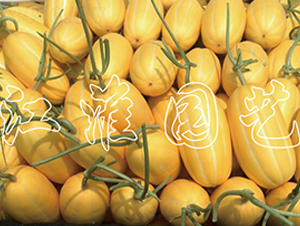 �S�ӽ���-��ϷN��-�����@ˇ