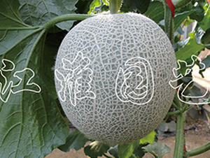 ����6̖-��ϷN��-�����@ˇ