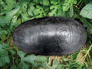 ������-���ϷN��-�����@ˇ