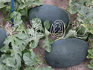 ī��2̖-���ϷN��-�����@ˇ