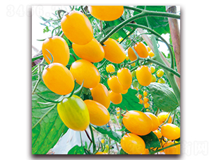 ������-���ѷN��-���ƷN��