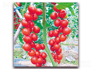 �t����-���ѷN��-���ƷN��