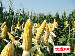 ���168-���׷N��-�����N��