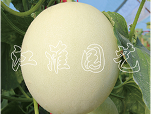 �����y��-��ϷN��-�����@ˇ