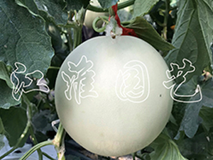 �y��2̖-��ϷN��-�����@ˇ