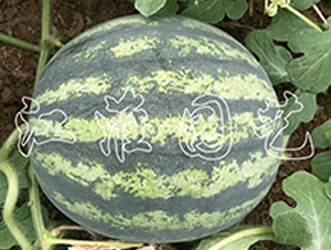 ׿Խ2̖-���ϷN��-�����@ˇ