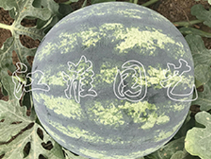 ׿Խ7̖-���ϷN��-�����@ˇ