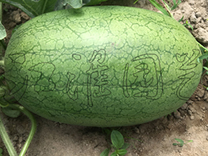 ����1̖-���ϷN��-�����@ˇ