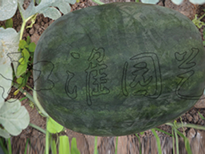 ���5̖-���ϷN��-�����@ˇ