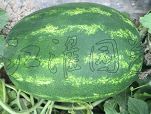 ���S6̖-���ϷN��-�����@ˇ