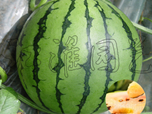 �pɫ����-���ϷN��-�����@ˇ