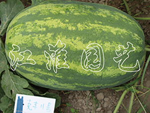 ���S11̖-���ϷN��-�����@ˇ