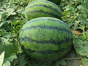 �\�C����-���ϷN��-�����@ˇ