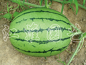 ��ʹ1̖-���ϷN��-�����@ˇ