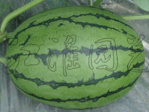 ��ʹ2̖-���ϷN��-�����@ˇ