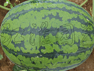 ����3̖-���ϷN��-�����@ˇ