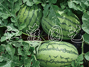 �G��788-���ϷN��-�����@ˇ