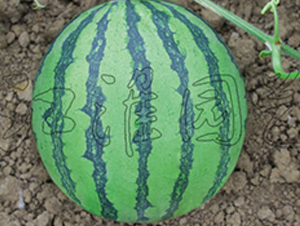 �t������-���ϷN��-�����@ˇ